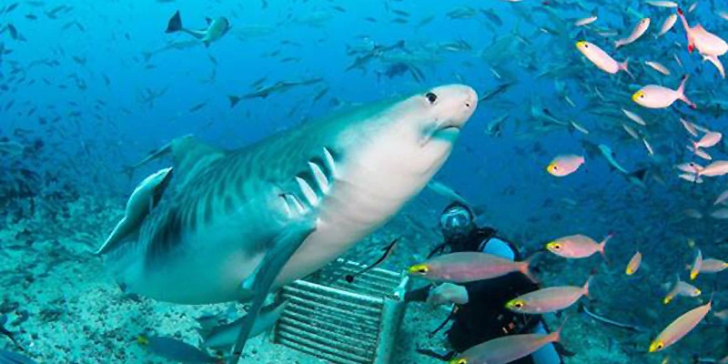 Valentine Tours Fiji