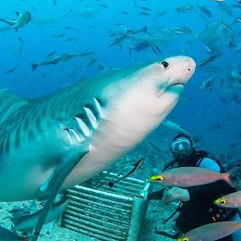 Valentine Tours Fiji