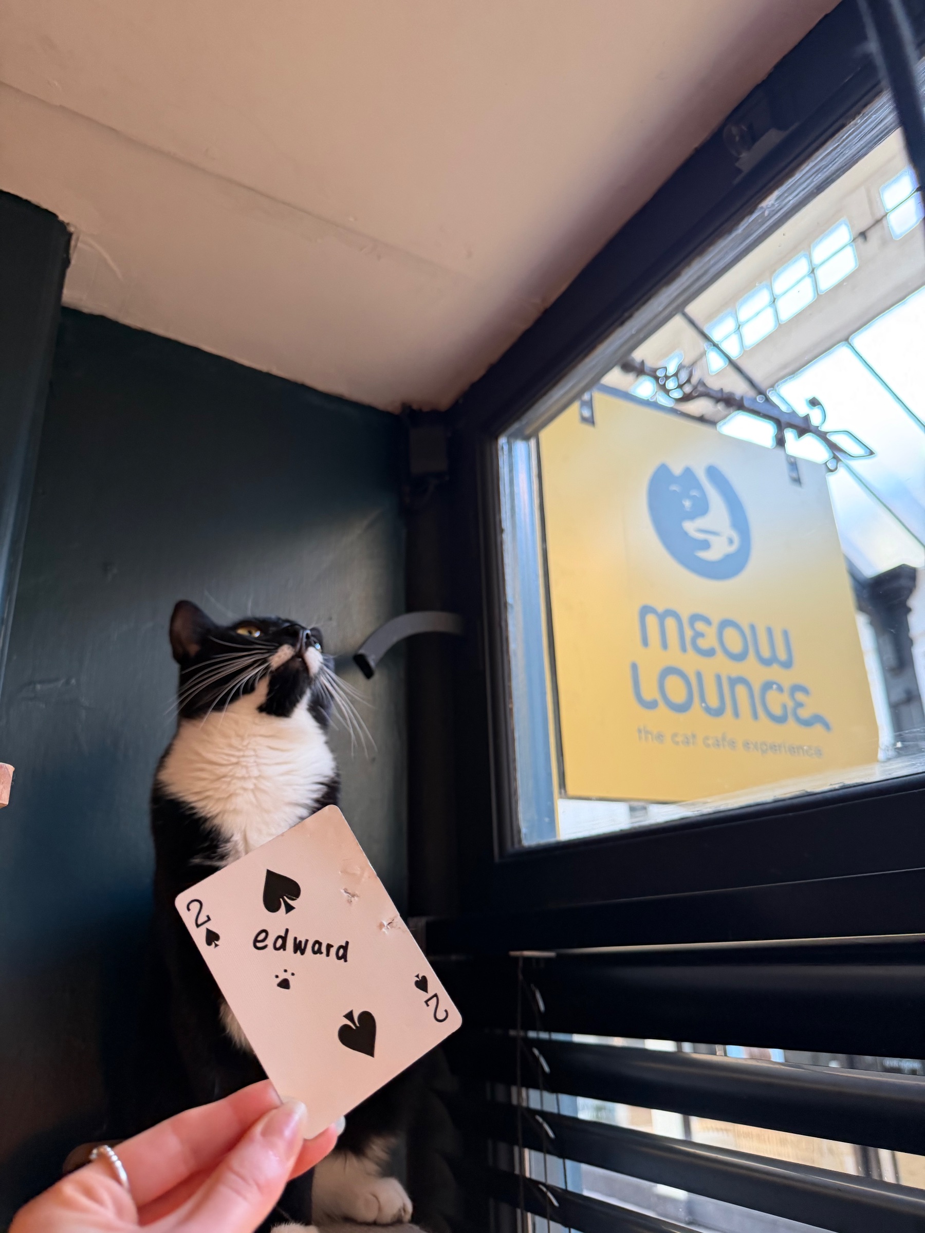 Meow Lounge