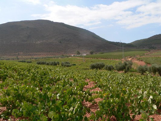 CORTIJO EL CURA ECO-BODEGA