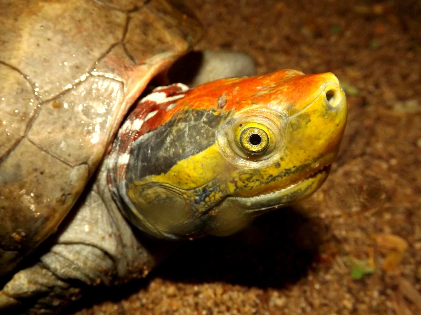 Madras Crocodile Bank Trust