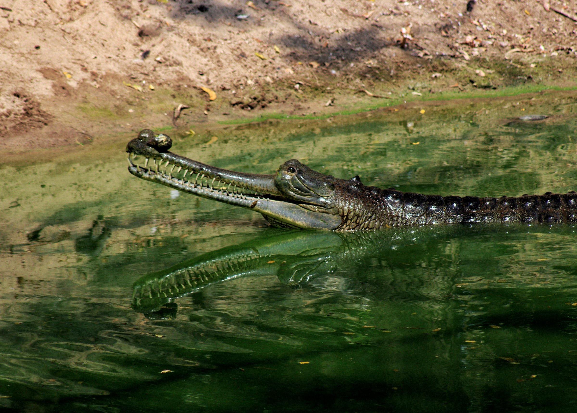 Madras Crocodile Bank Trust