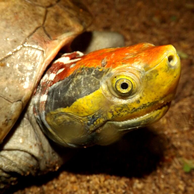 Madras Crocodile Bank Trust