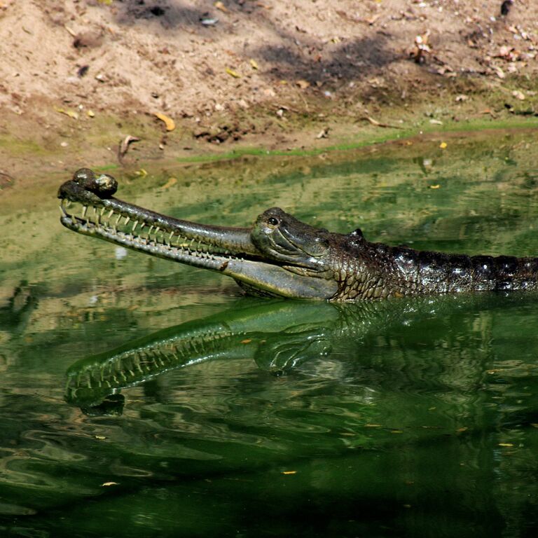 Madras Crocodile Bank Trust