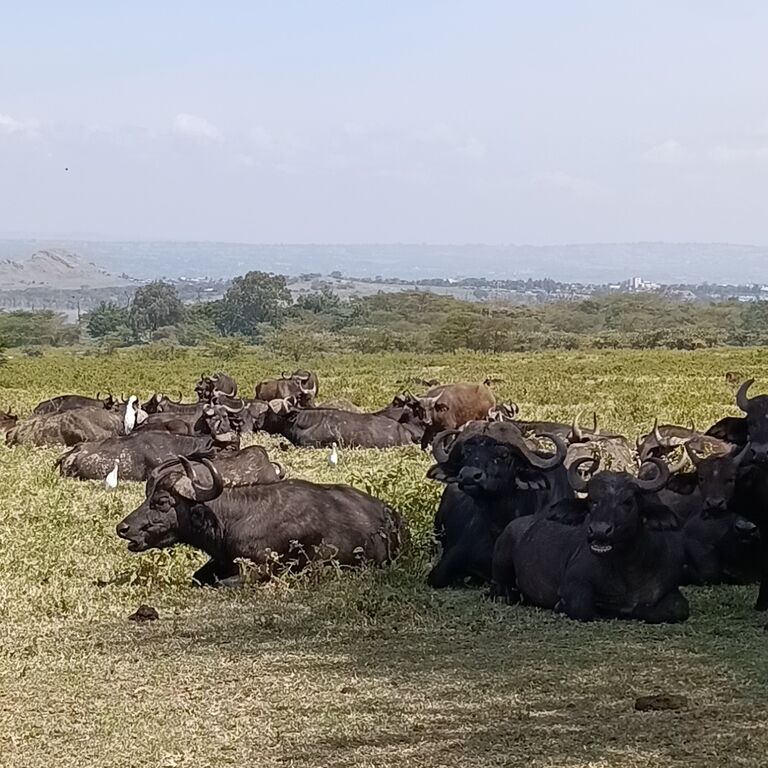 Mbiti Africa Safaris