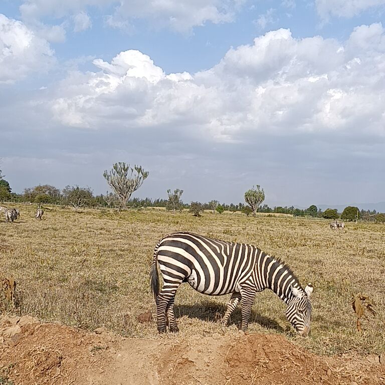 Mbiti Africa Safaris