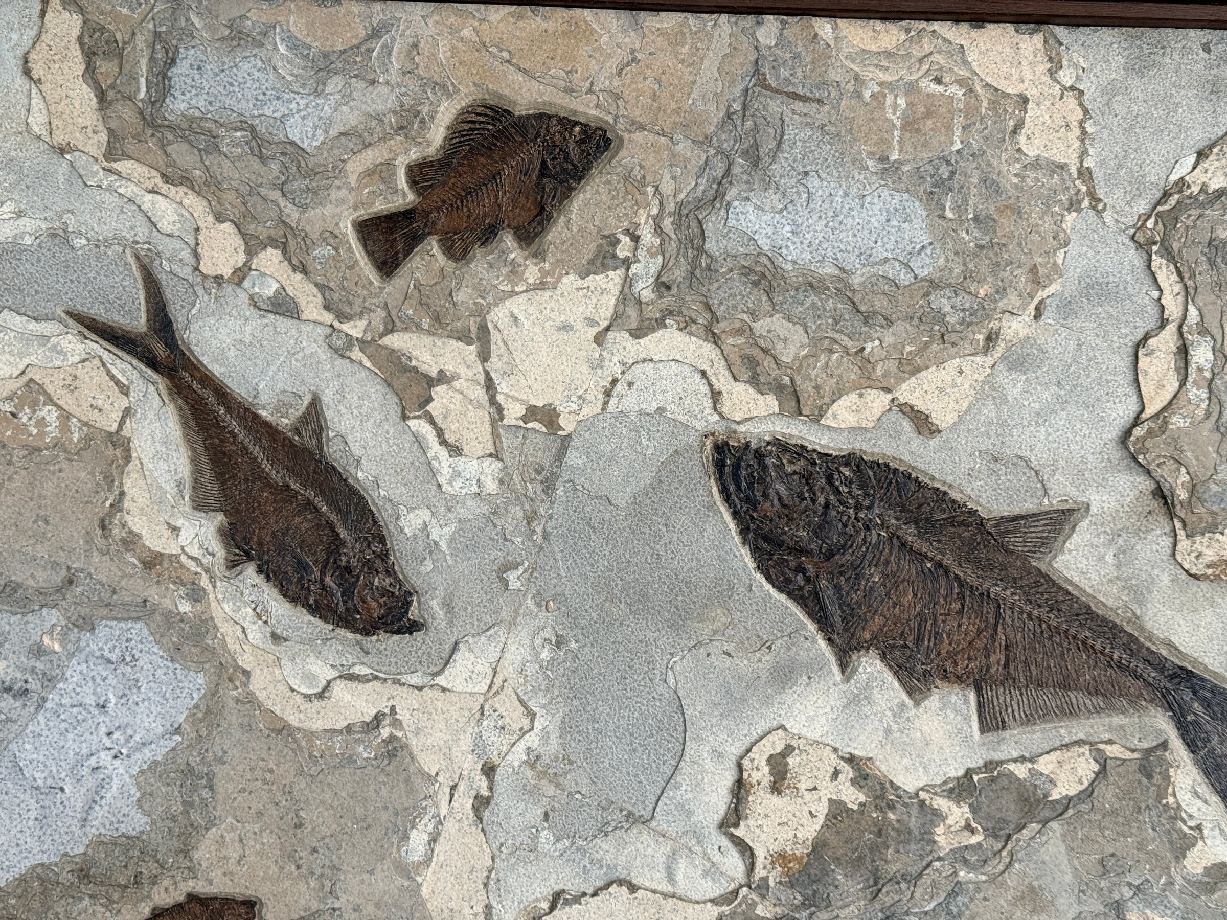 Fossil Shack