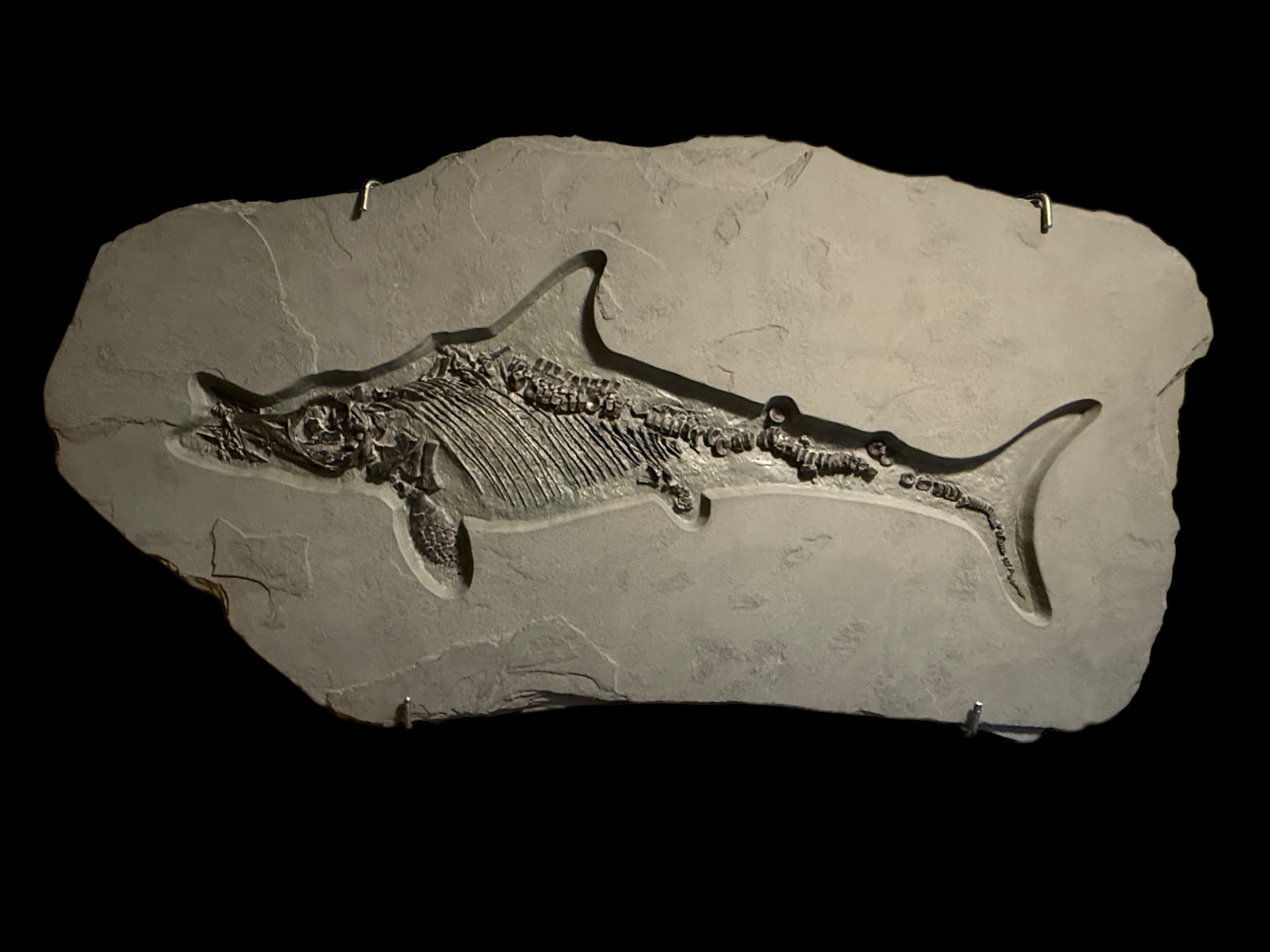 Fossil Shack