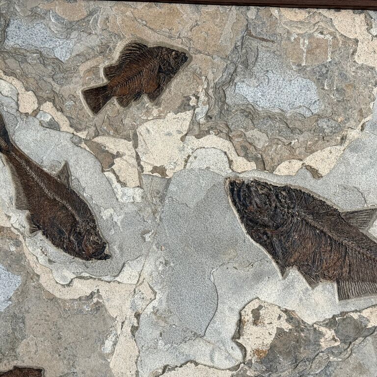 Fossil Shack