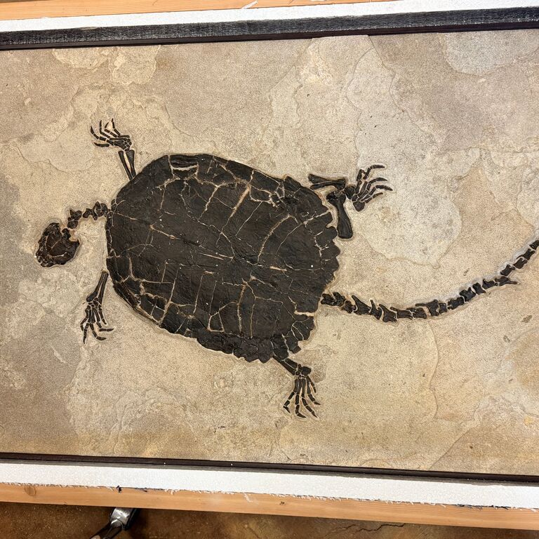 Fossil Shack