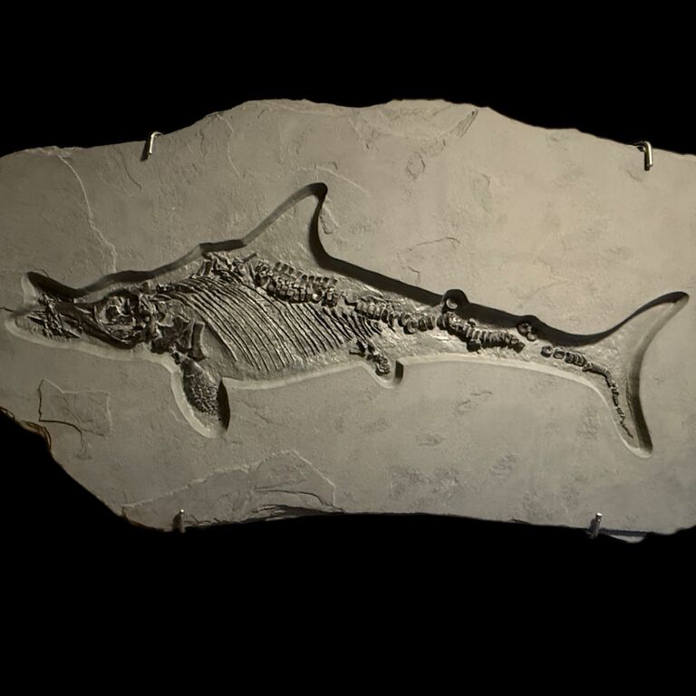 Fossil Shack