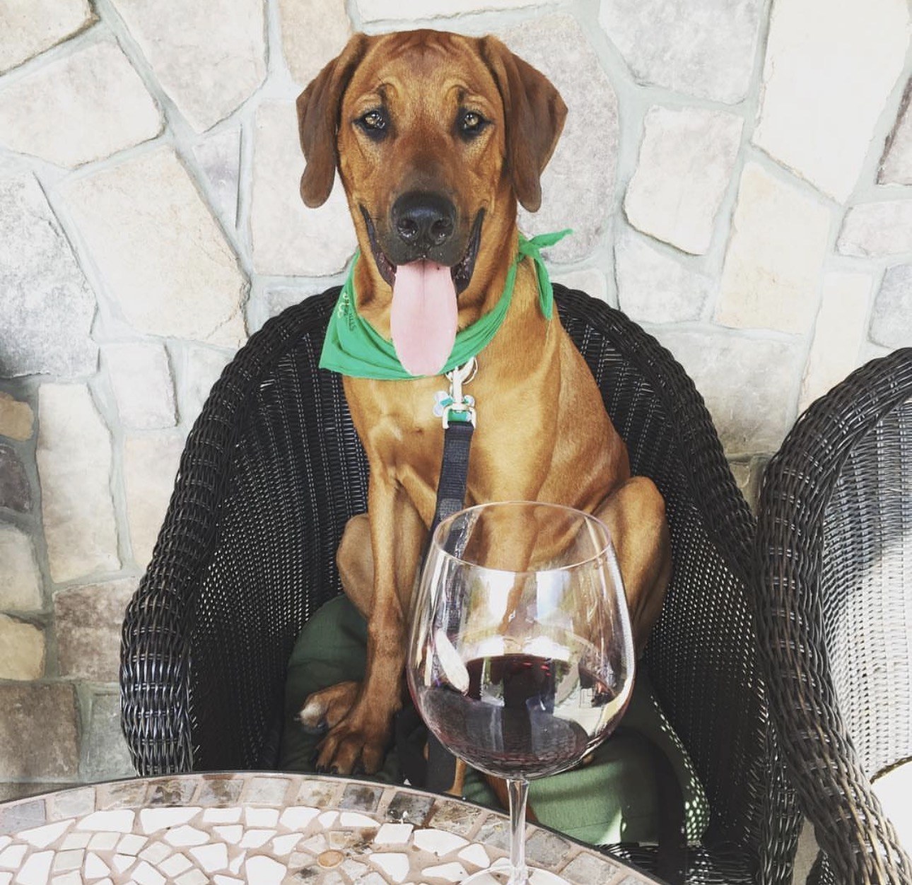 Dog Friendly Wine Tours