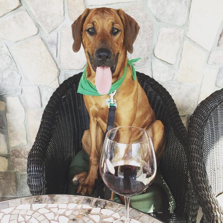 Dog Friendly Wine Tours