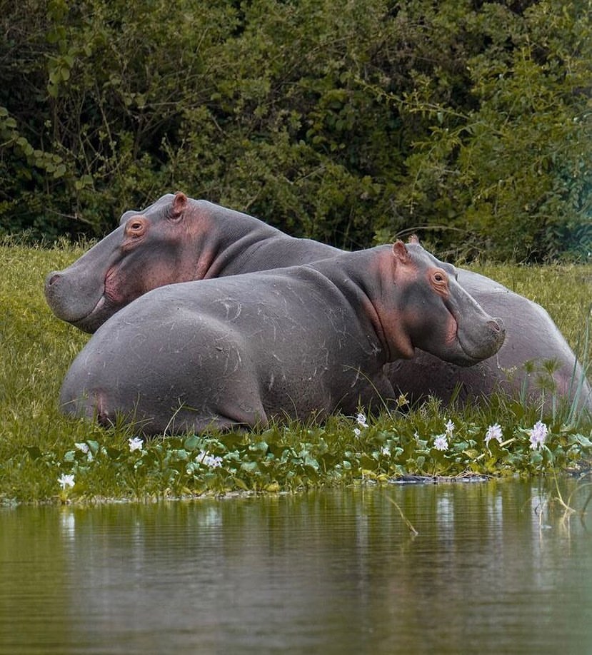 SIRRO SAFARIS UGANDA