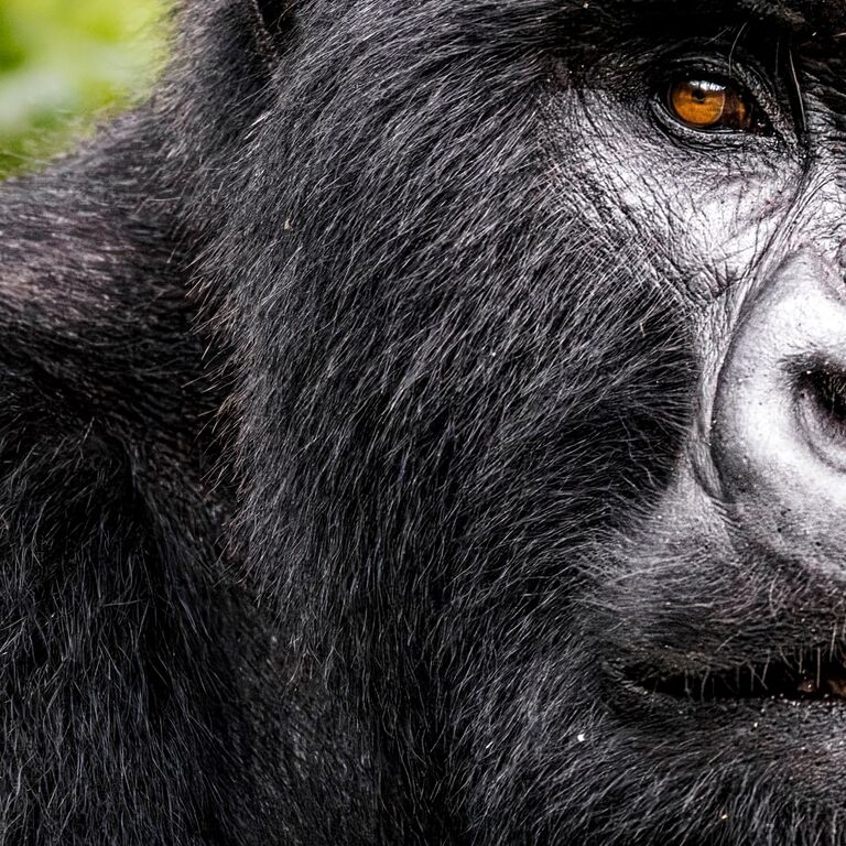 SIRRO SAFARIS UGANDA