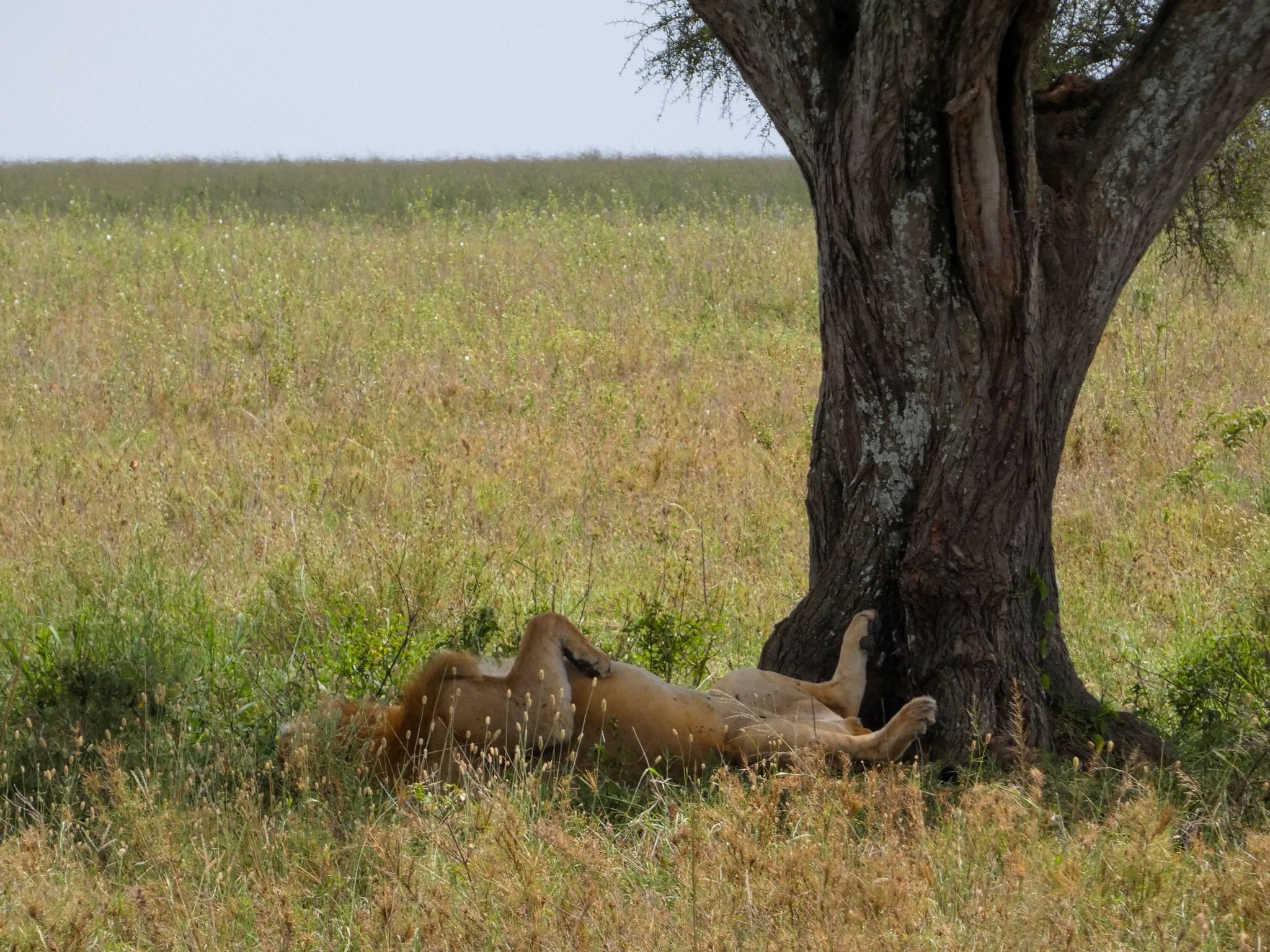 NORTHBOUND SAFARI TOURS