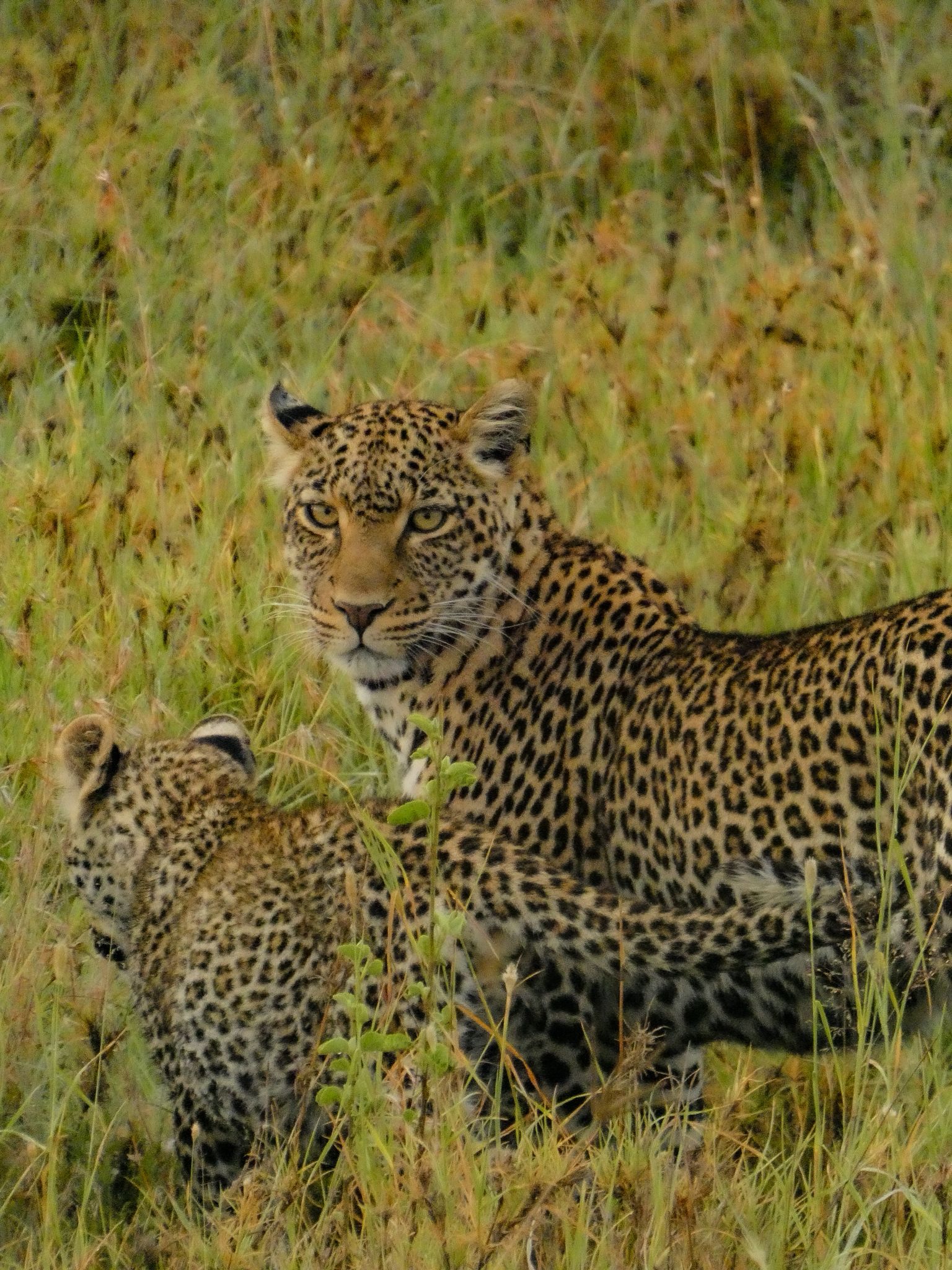NORTHBOUND SAFARI TOURS