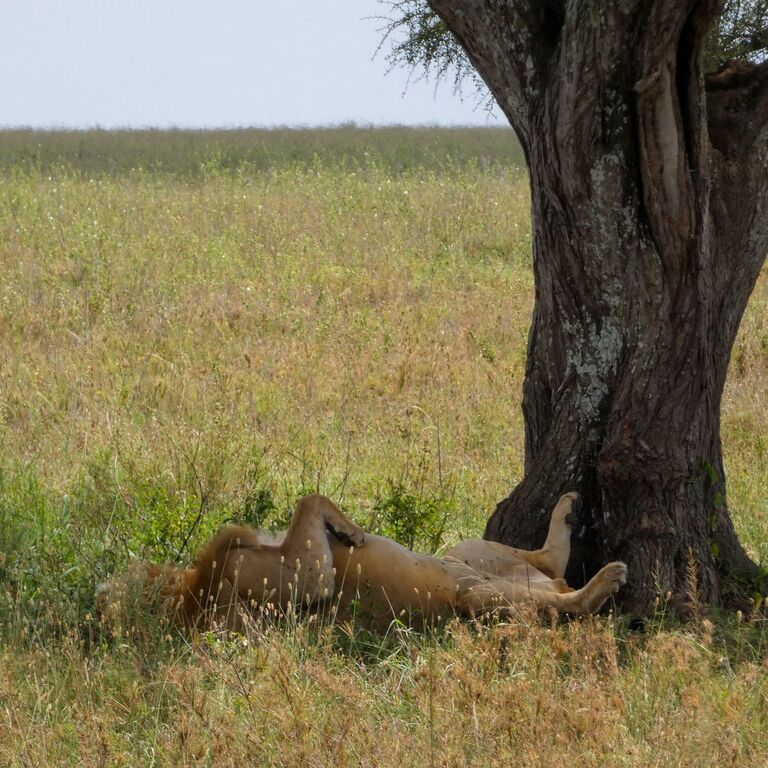 NORTHBOUND SAFARI TOURS
