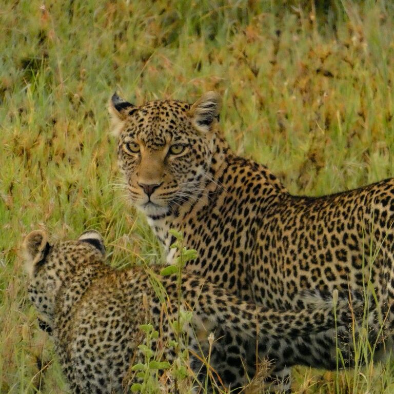 NORTHBOUND SAFARI TOURS