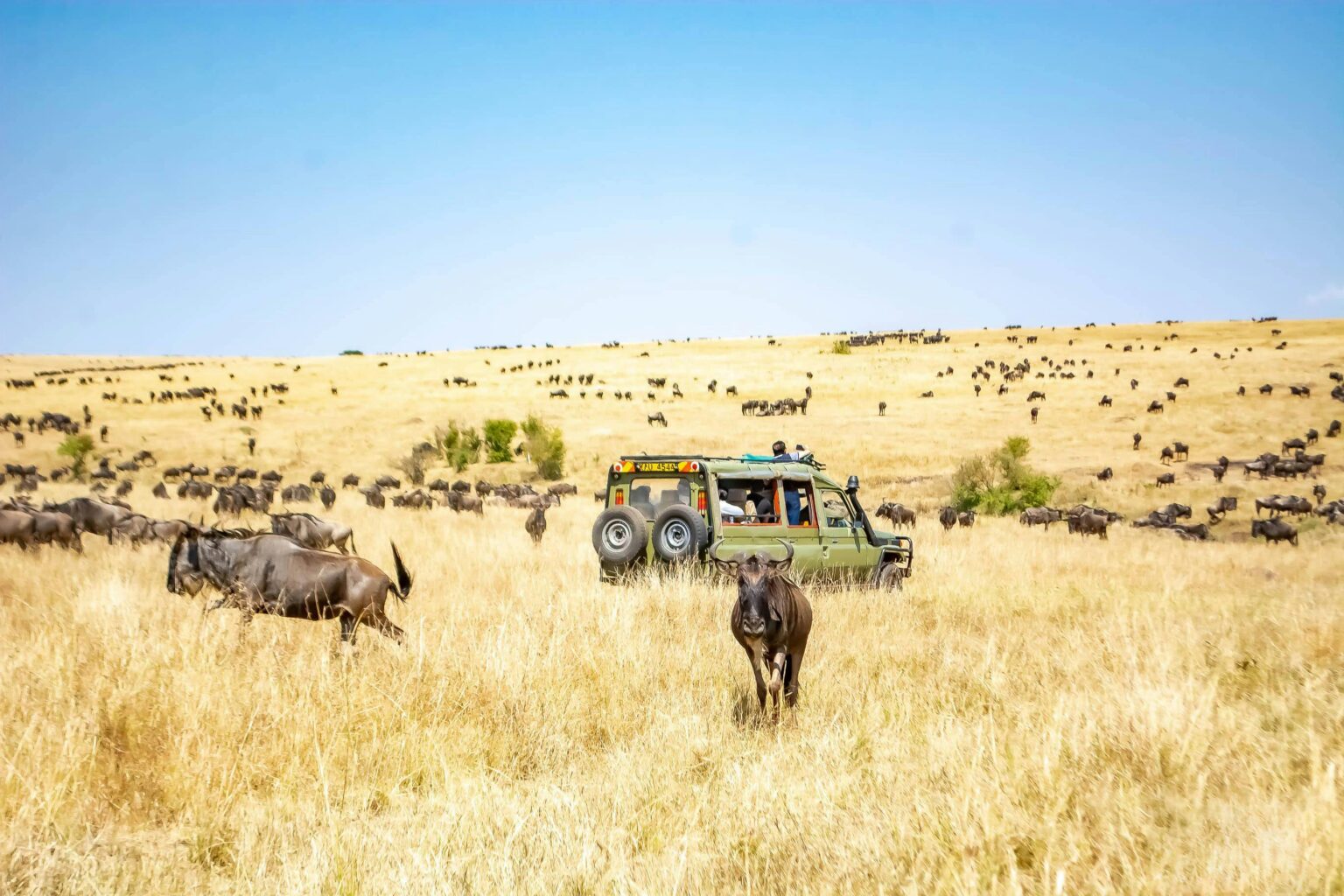 Ngabo Travel