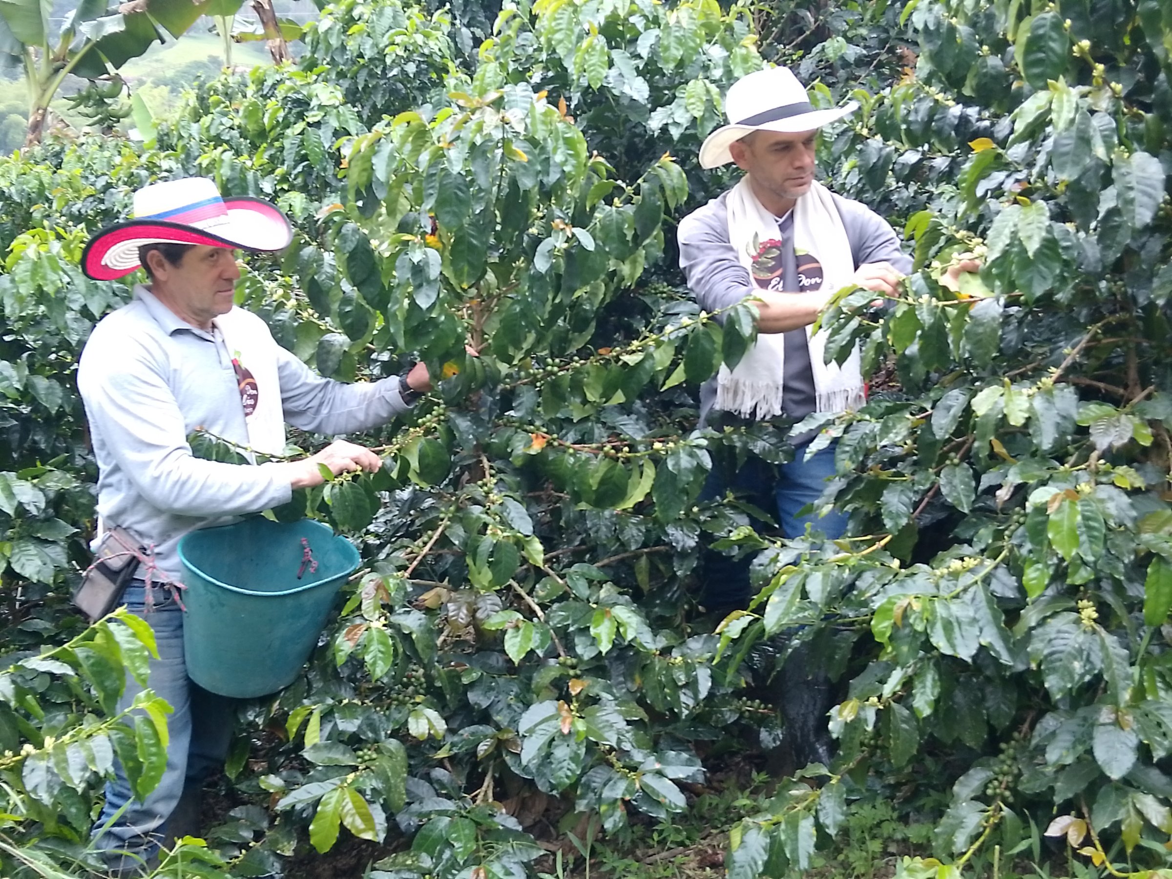 FINCA CAFETERA DON ELIAS