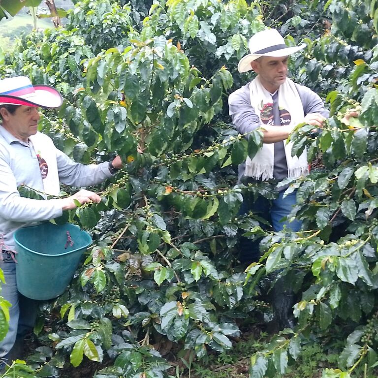 FINCA CAFETERA DON ELIAS
