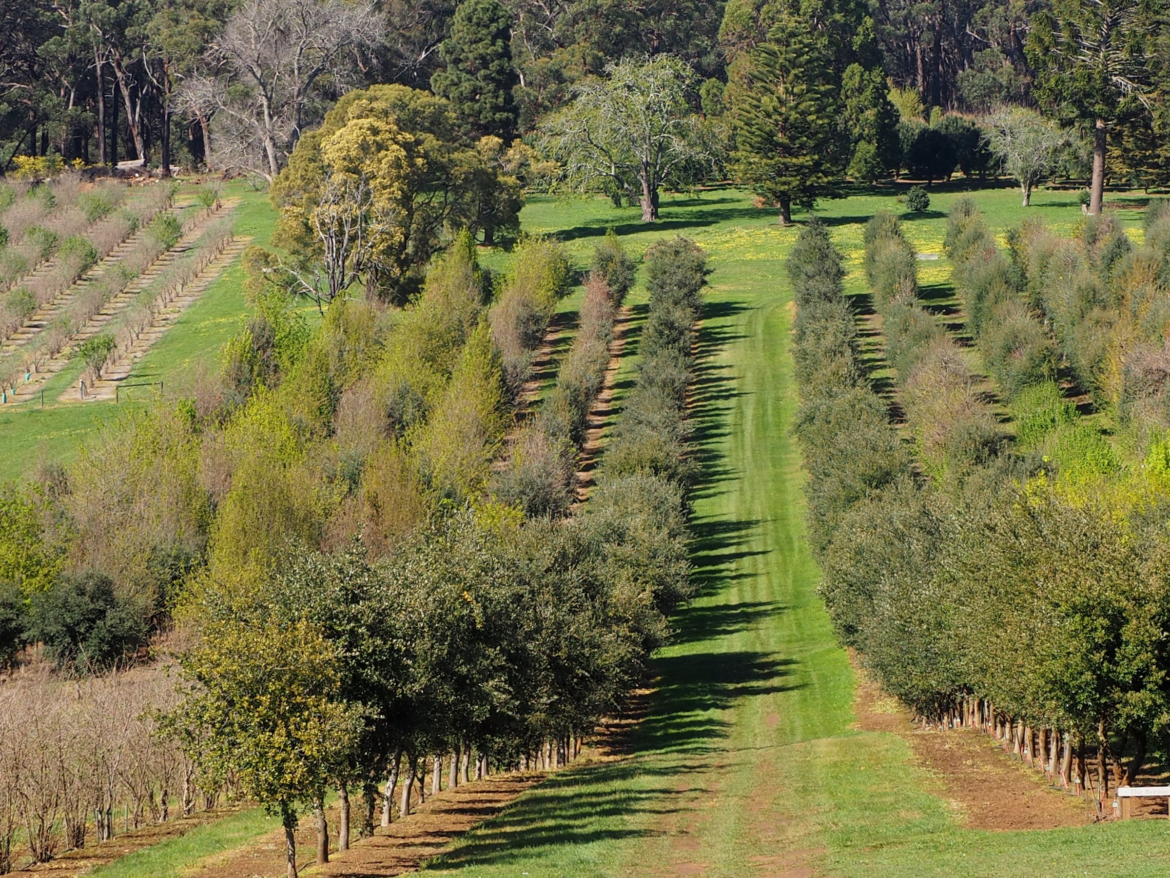 Red Hill Truffles