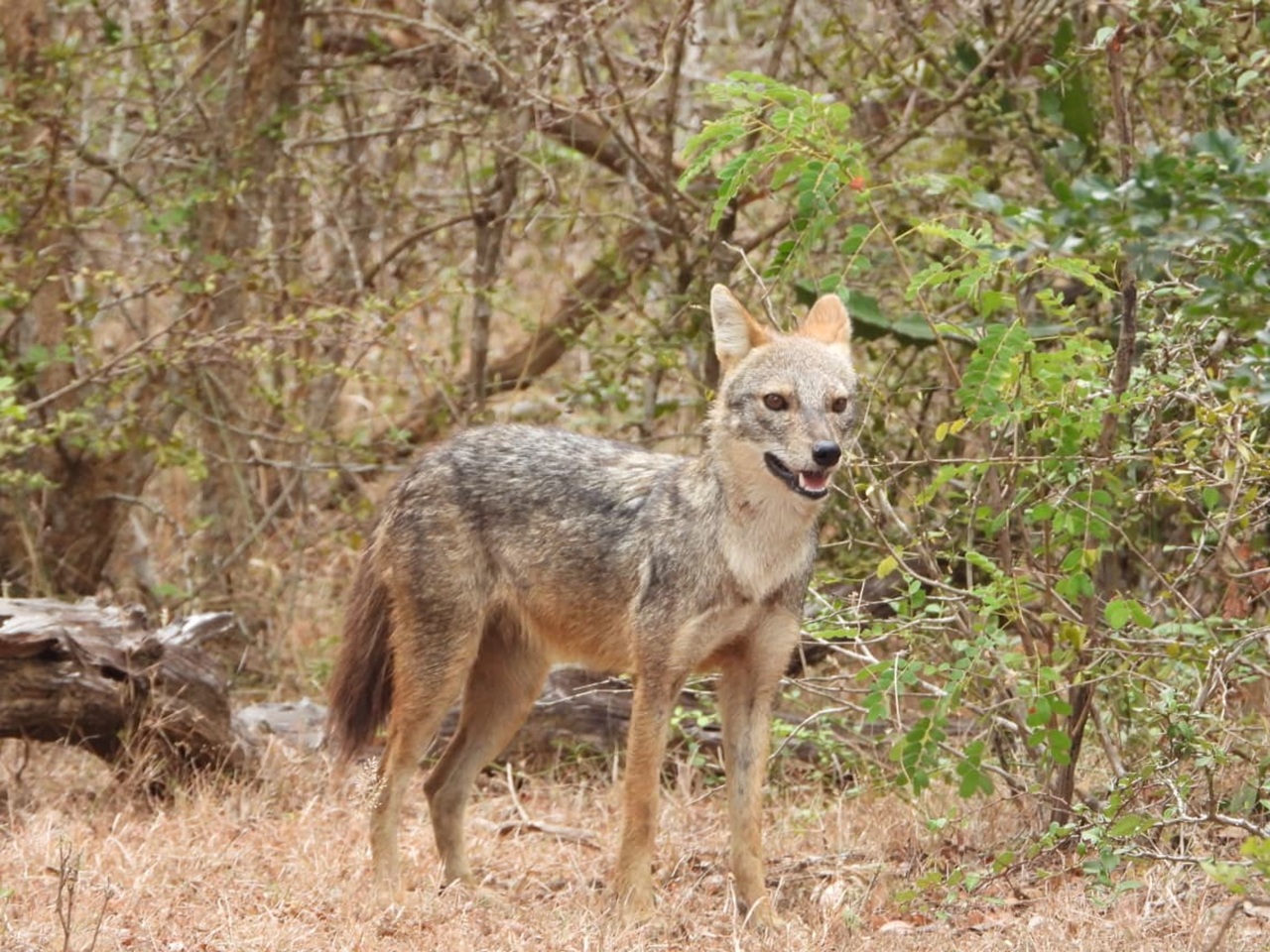 Yala Shenu Safari Tours & Taxi Services
