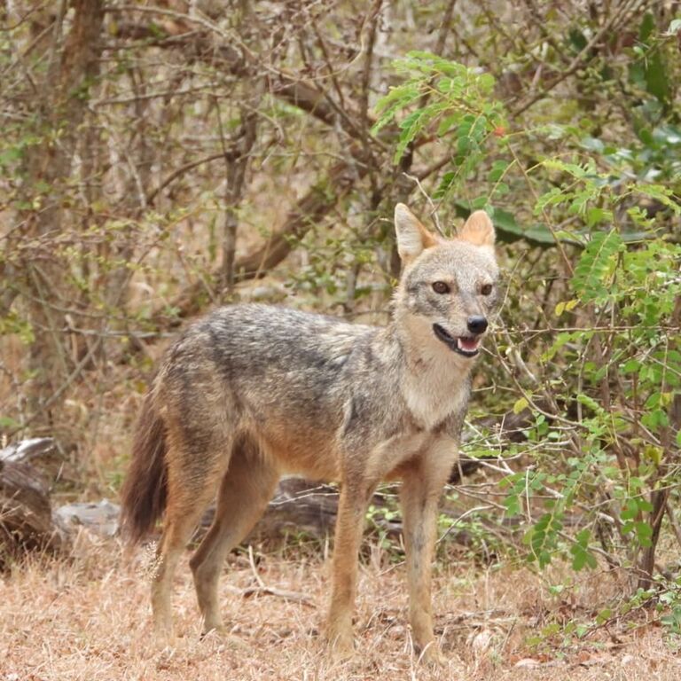 Yala Shenu Safari Tours & Taxi Services