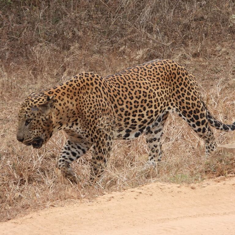 Yala Shenu Safari Tours & Taxi Services