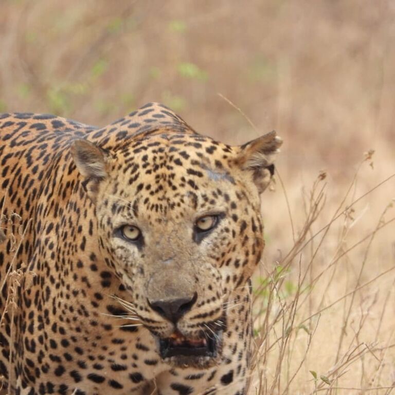 Yala Shenu Safari Tours & Taxi Services