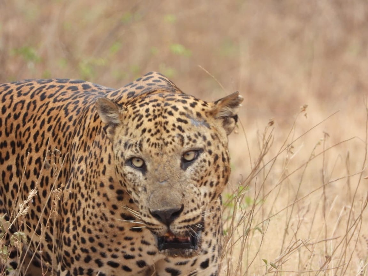 Yala Shenu Safari Tours & Taxi Services