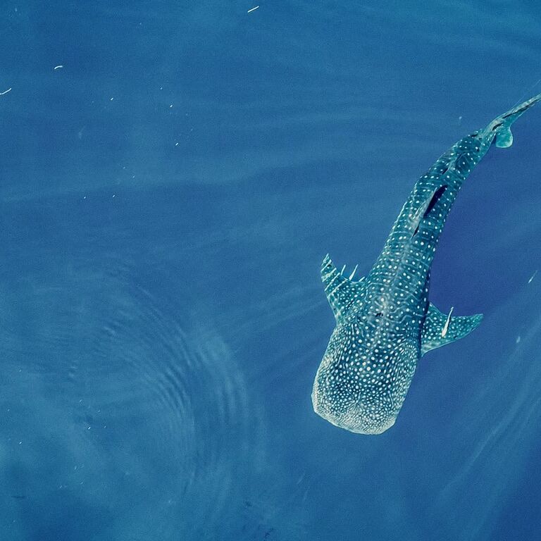 WILD EXPEDITIONS PALAWAN