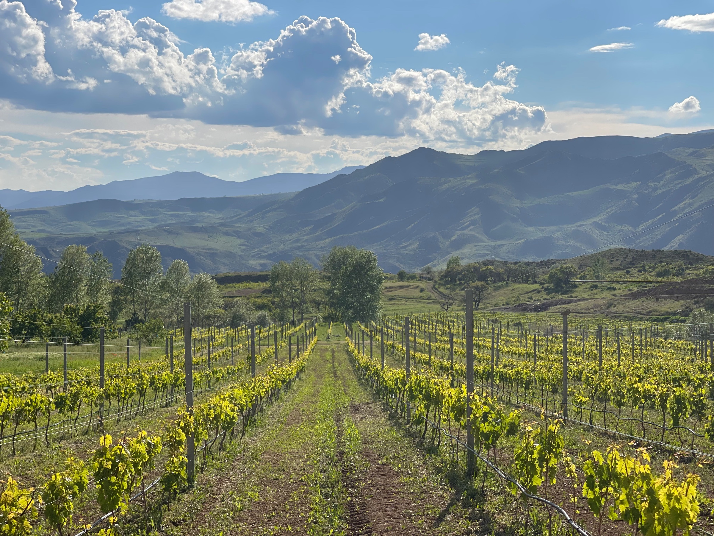 Krya Wines