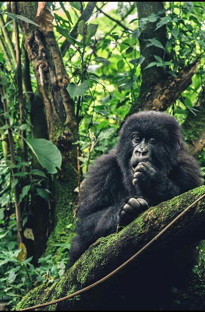 Manassé