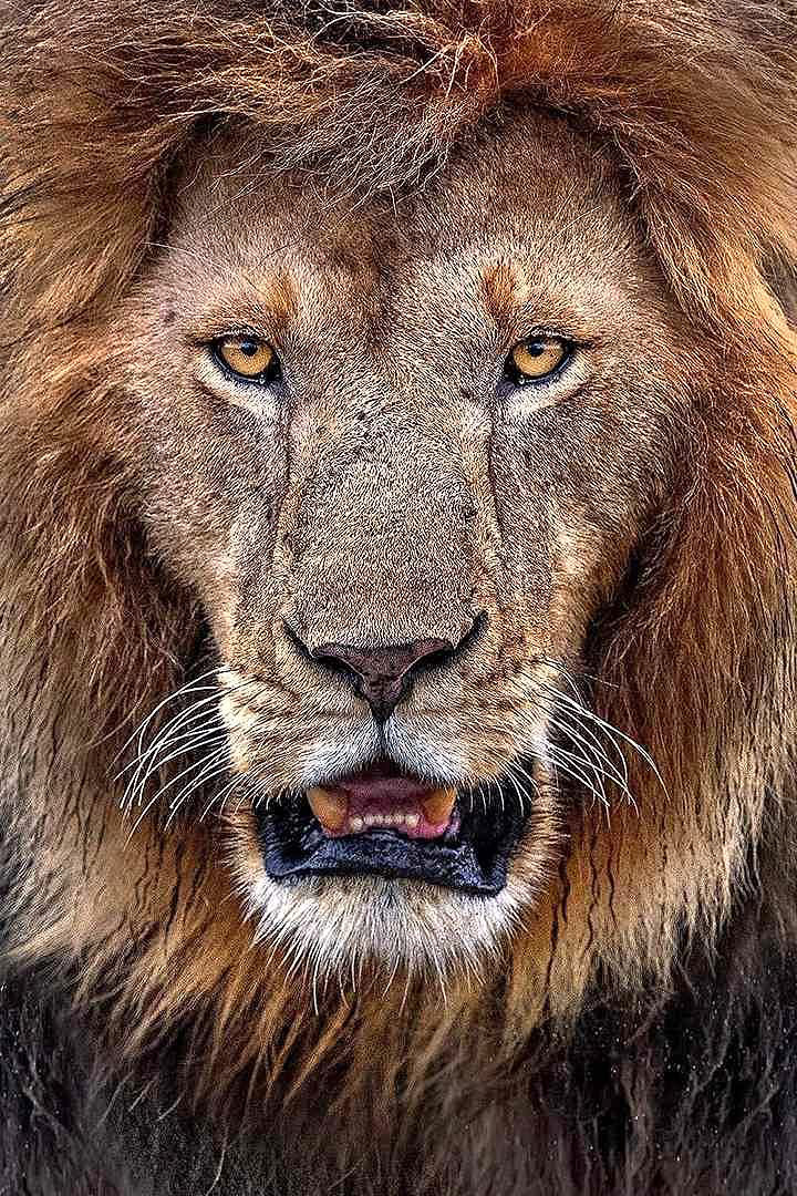 Manassé