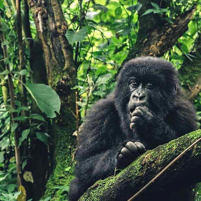 Manassé