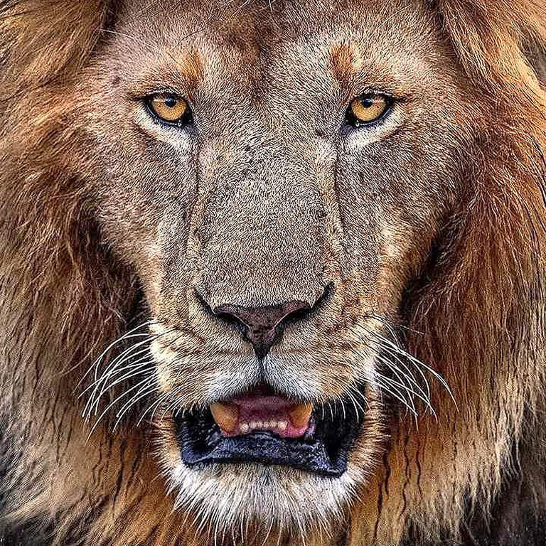 Manassé