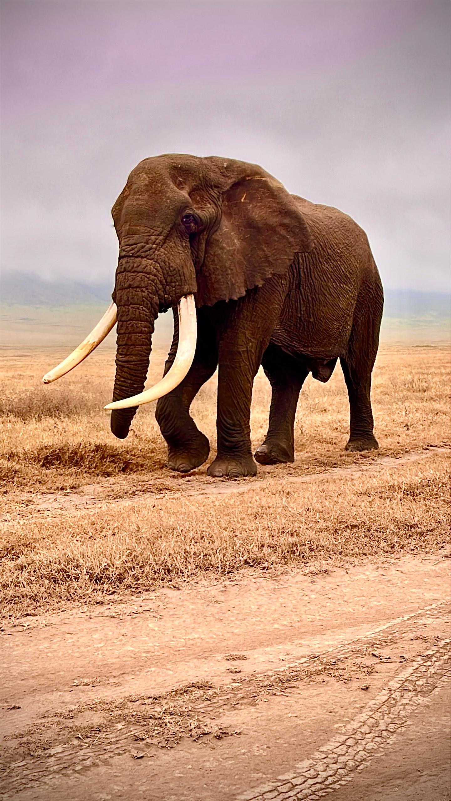 Gentriiq safaris
