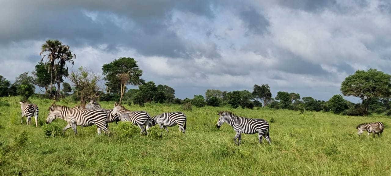 Gentriiq safaris