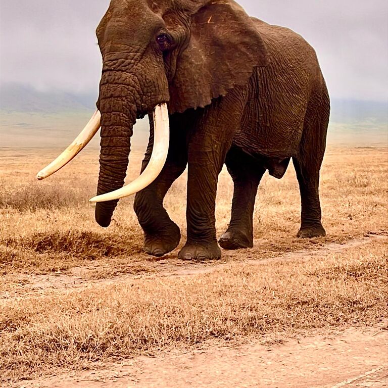Gentriiq safaris