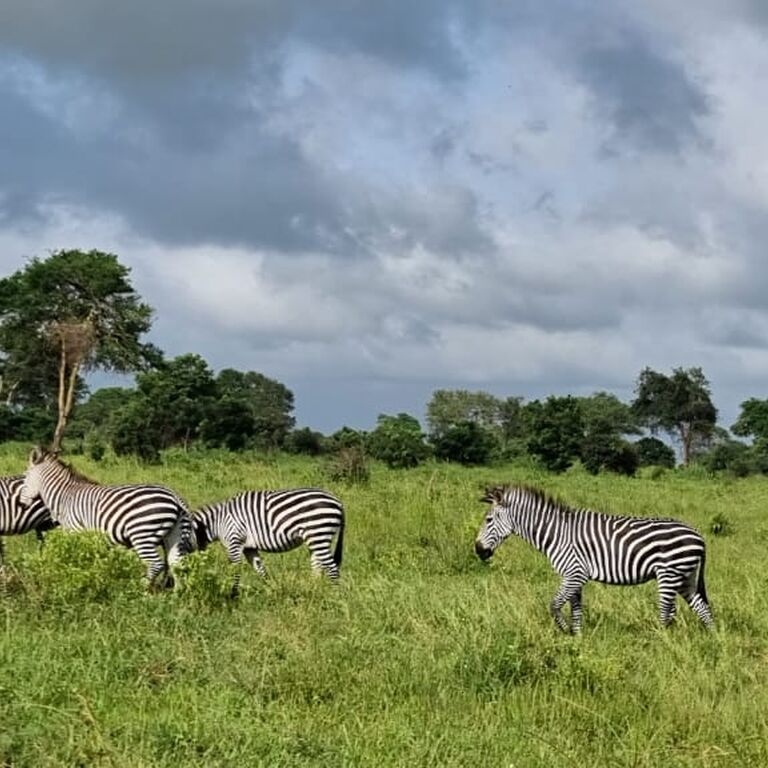 Gentriiq safaris