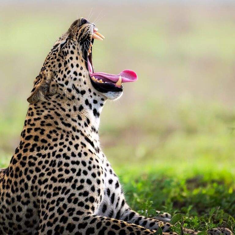 Gentriiq safaris