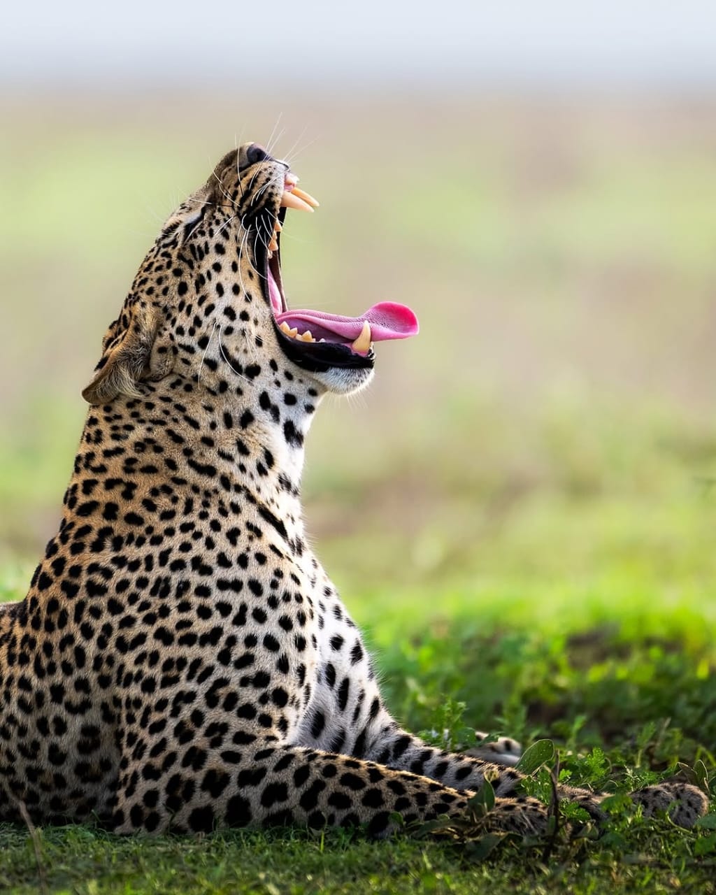 Gentriiq safaris