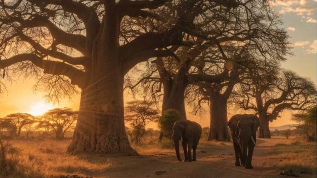 Sk safaris & adventure