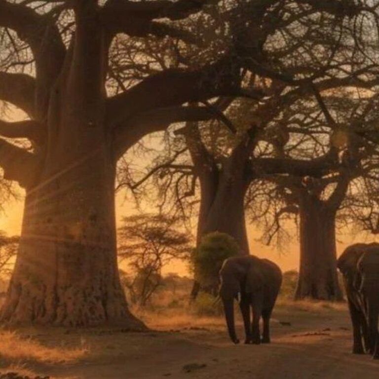 Sk safaris & adventure