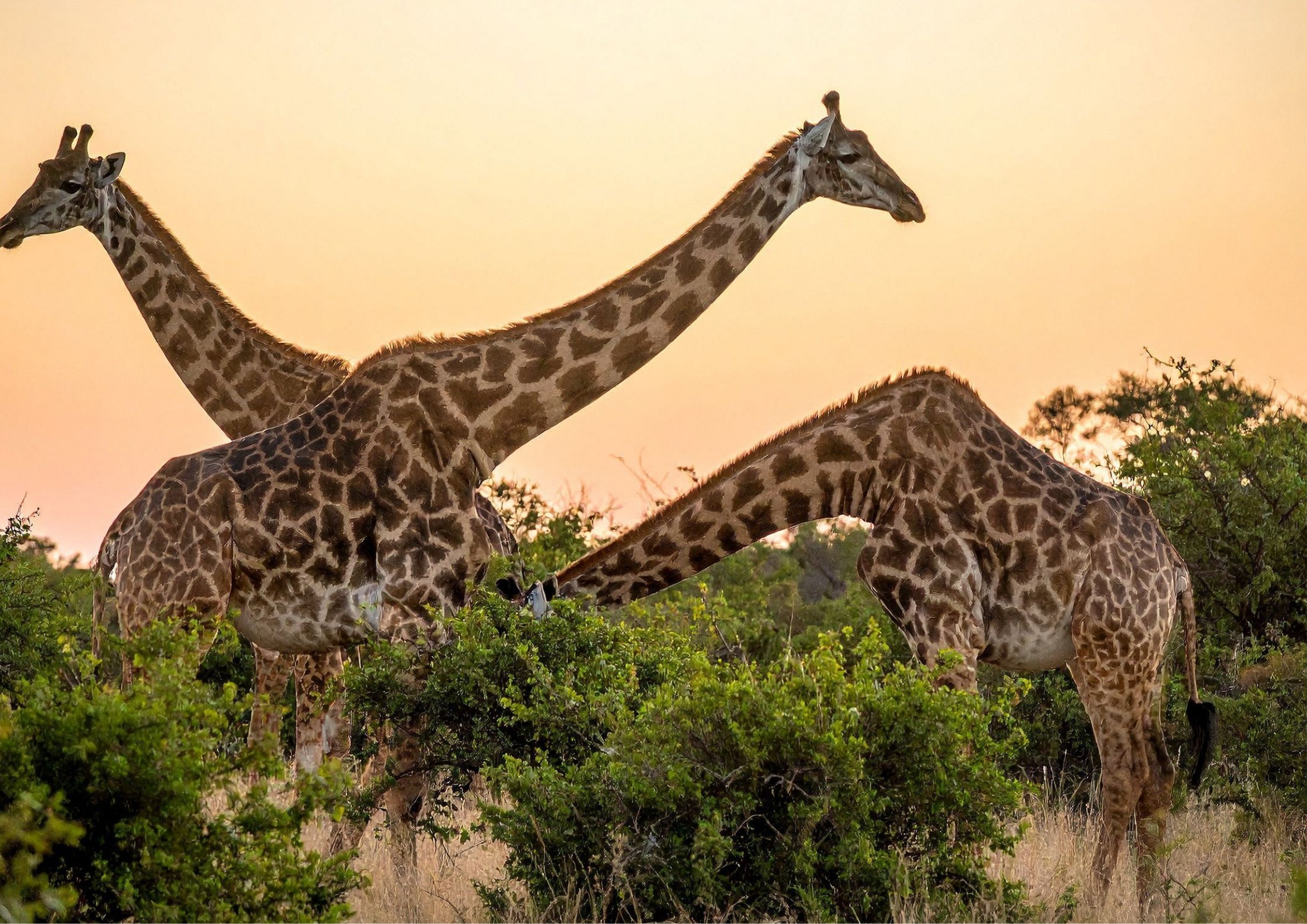 Almana Africa Safaris