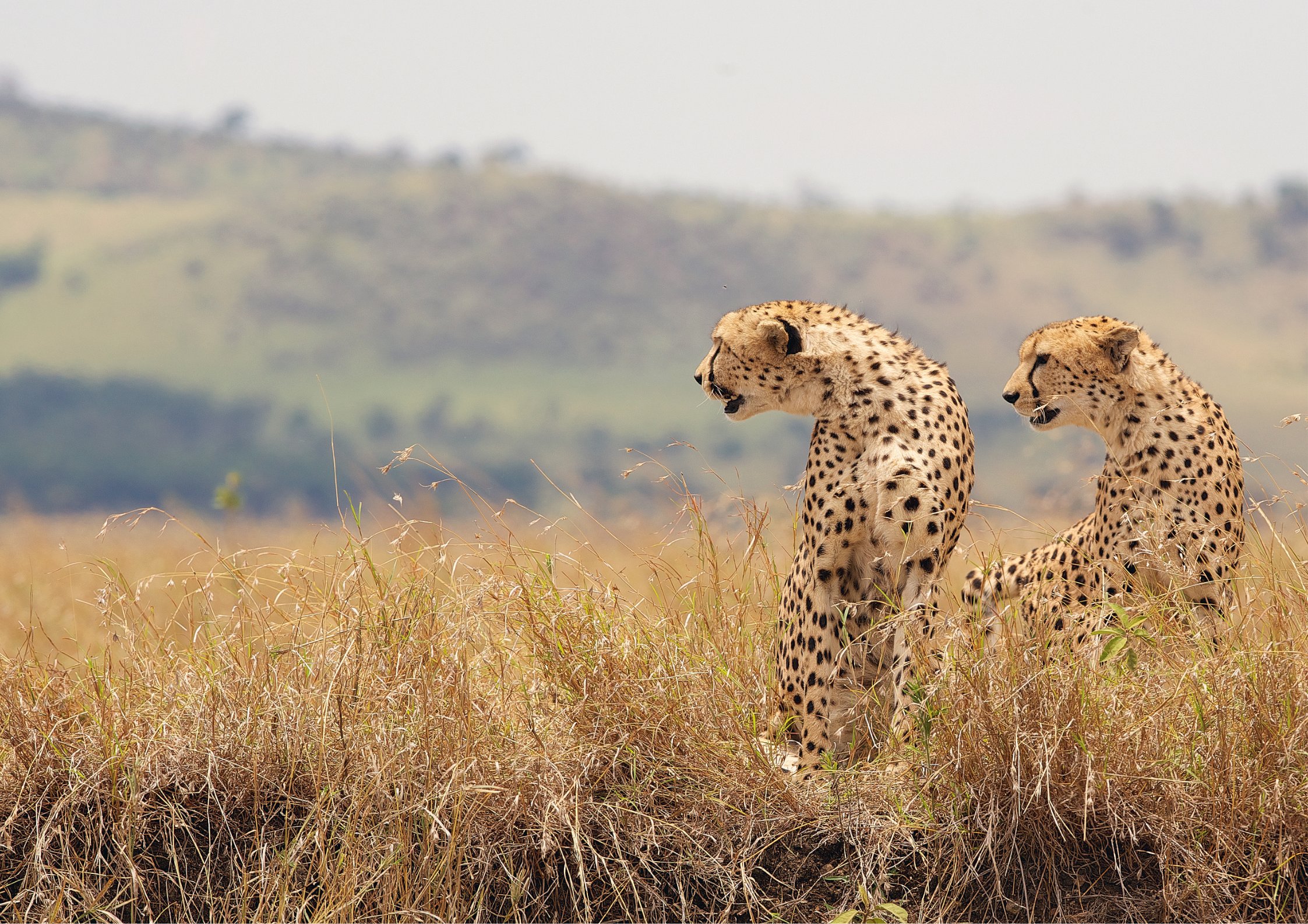 Almana Africa Safaris