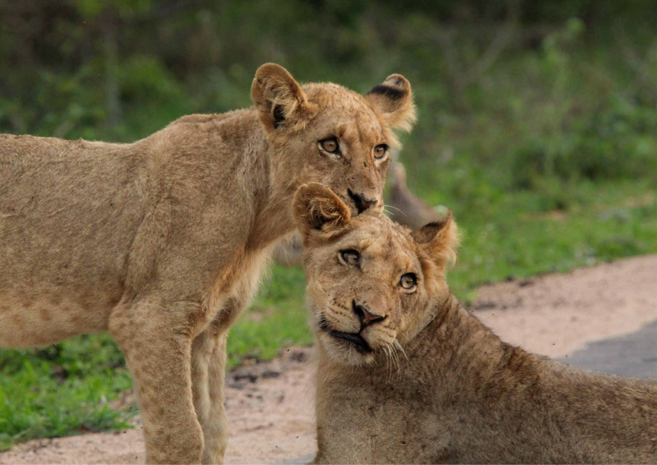Almana Africa Safaris