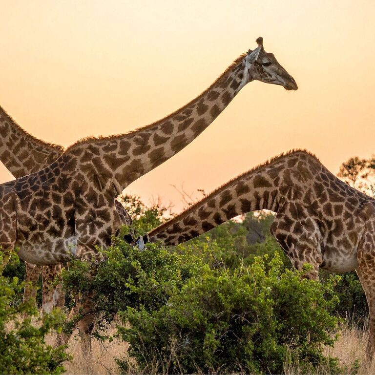 Almana Africa Safaris